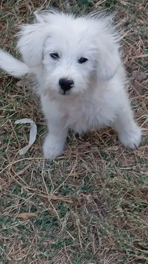 1-3 months Male Purebred Maltese