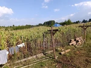 3 (1⁄8) for Sale in Kapsaret Lemook.
