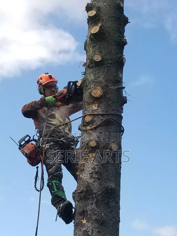 Arborist Services