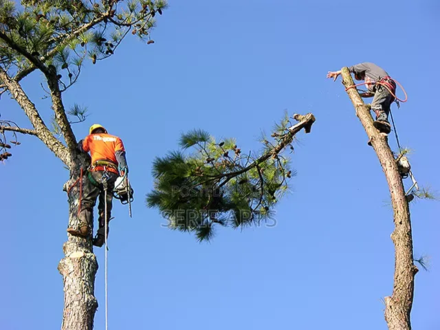 Arborist Services