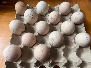 Fertilized Peacock (Tausi) Eggs for Sale and Ready for Incubation