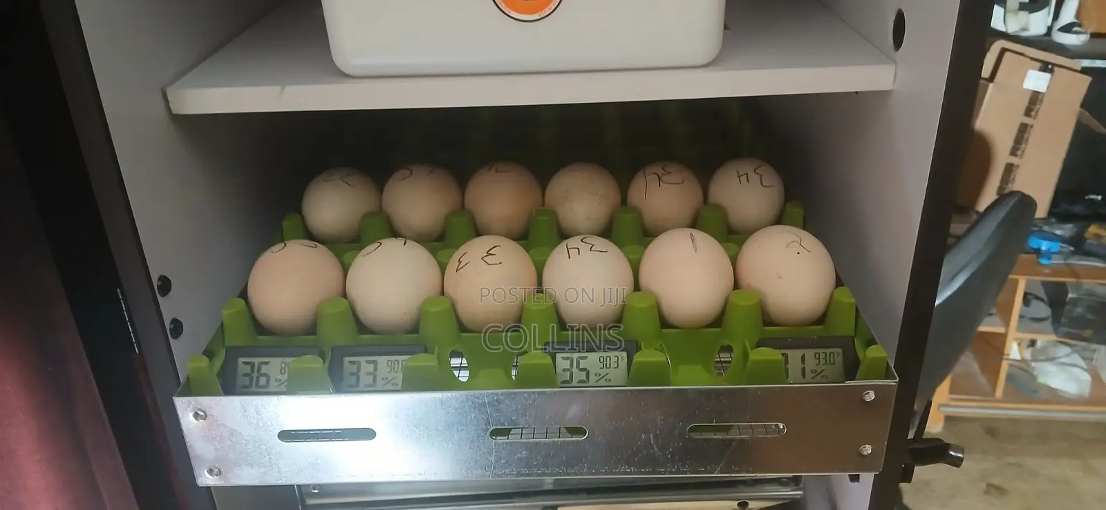 Fertilized Peacock (Tausi) Eggs for Sale and Ready for Incubation
