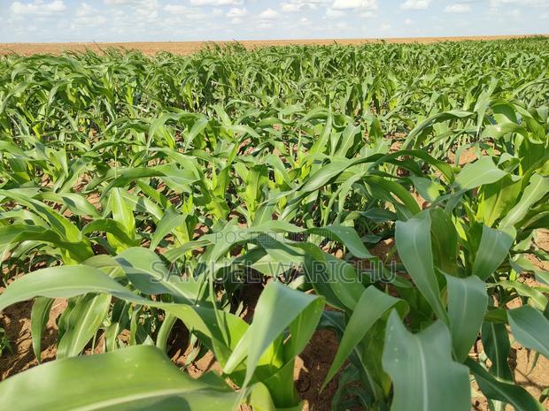 5 Acre Prime Property Marafa Malindi