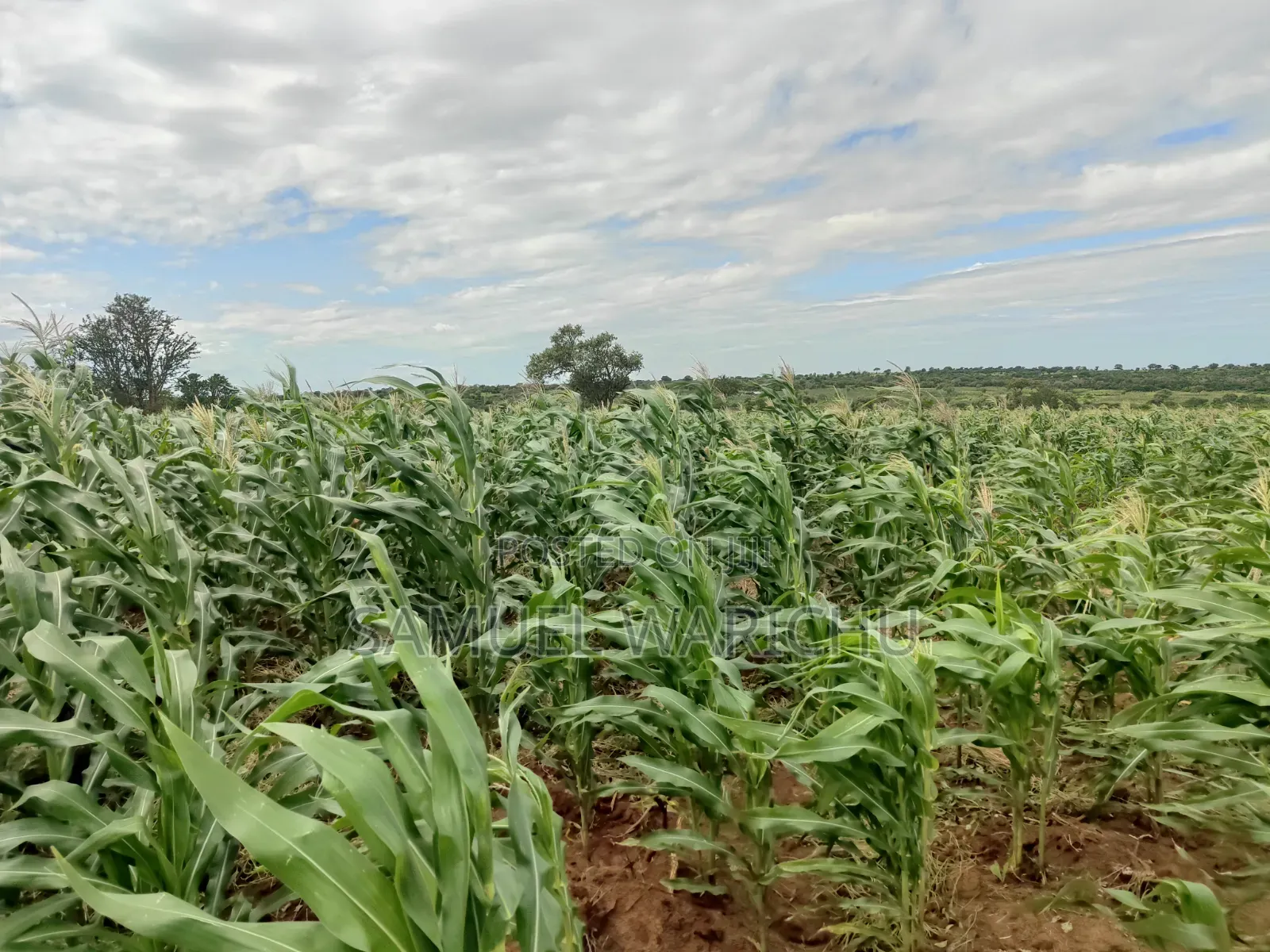 5 Acre Prime Property Marafa Malindi
