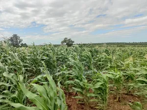 5 Acre Prime Property Marafa Malindi