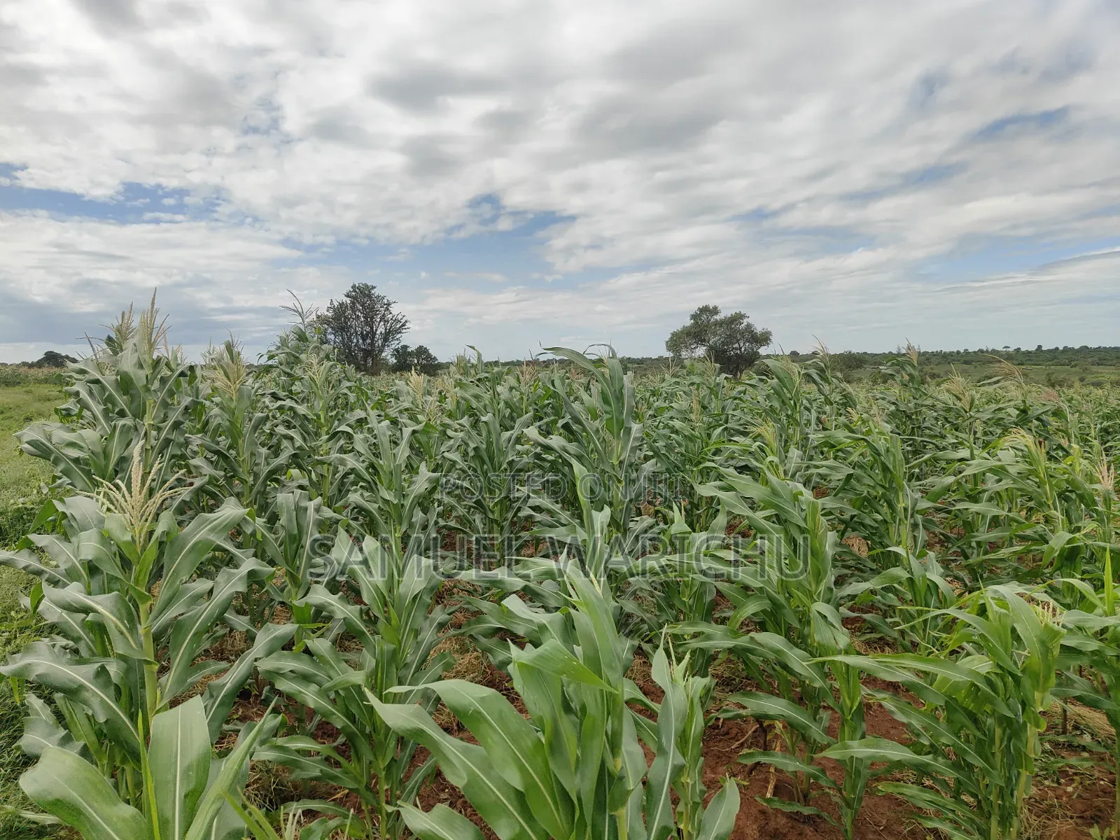 5 Acre Prime Property Marafa Malindi