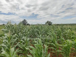 5 Acre Prime Property Marafa Malindi