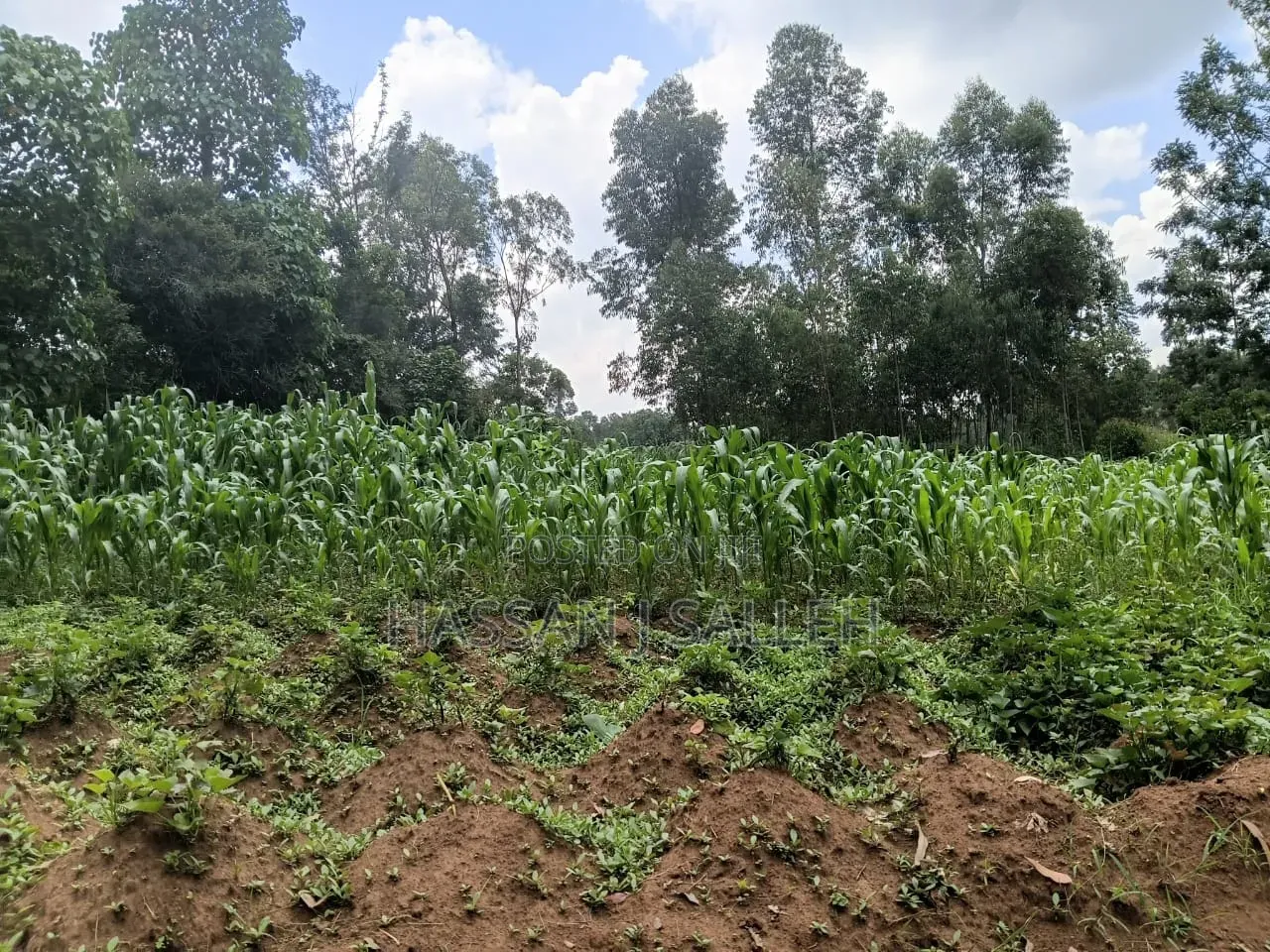 1/2an Acre Bungoma