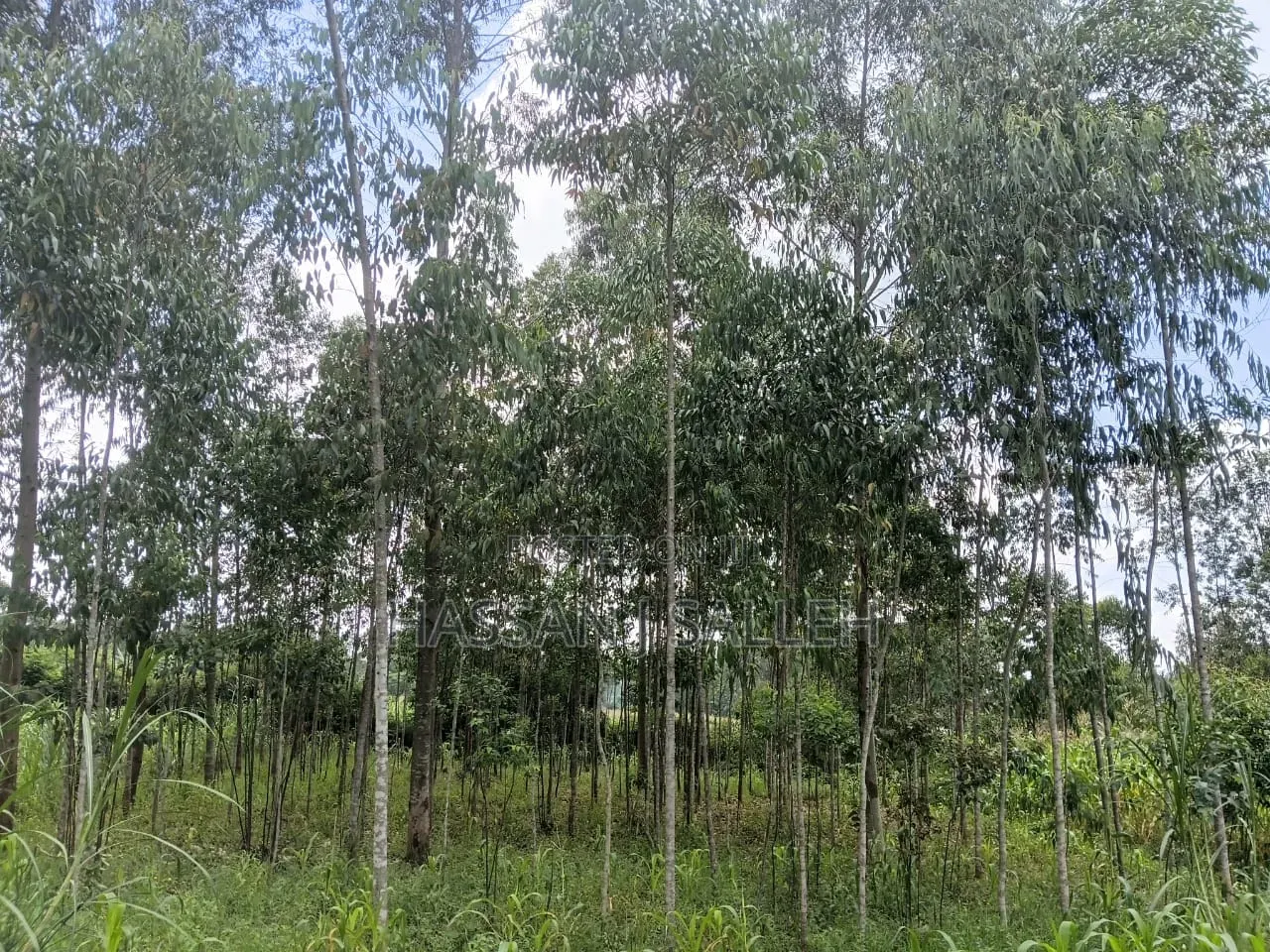 1/2an Acre Bungoma