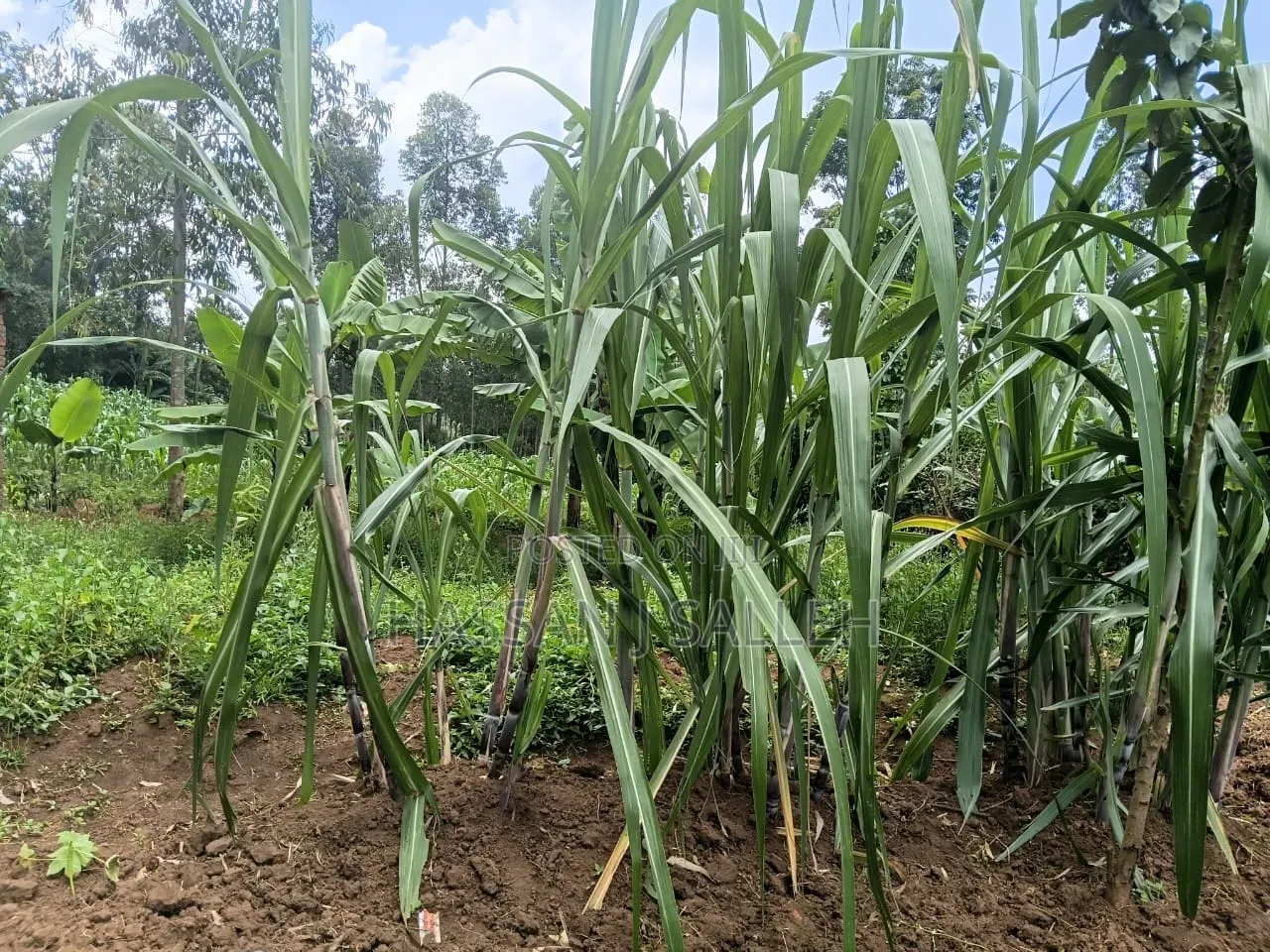 1/2an Acre Bungoma