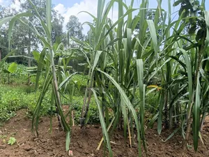 1/2an Acre Bungoma