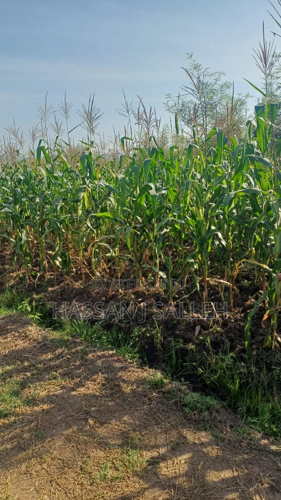 1/2an Acre Bungoma