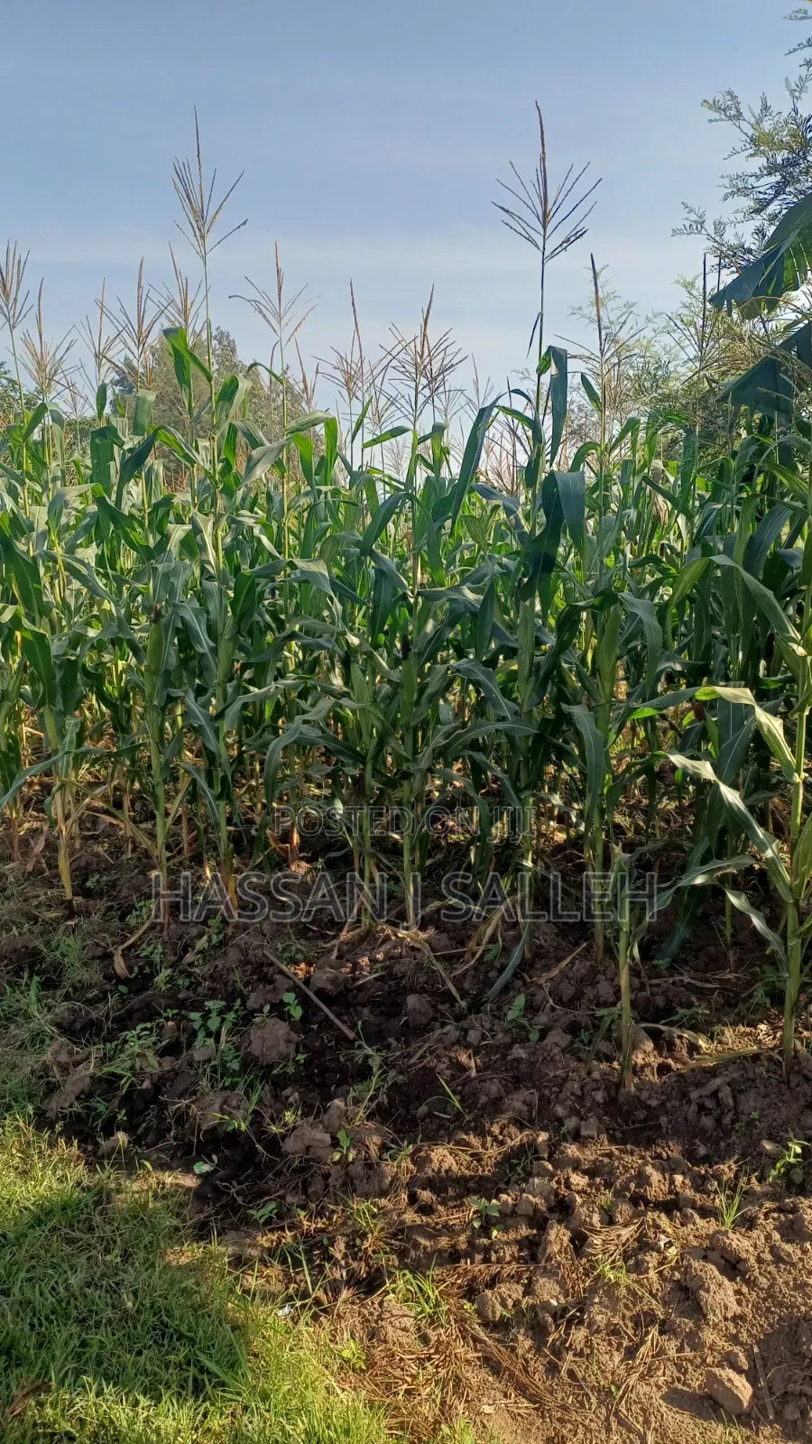 1/2an Acre Bungoma