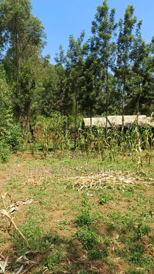 5.5acres Mumias on Sale