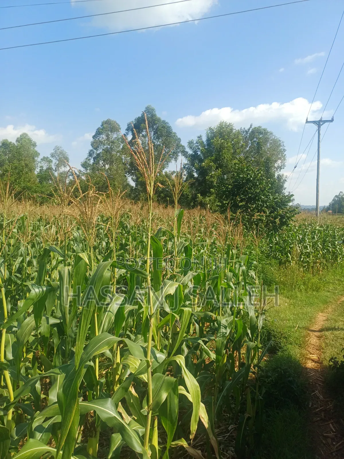 100fts by 100fts Plot 4 SALE.