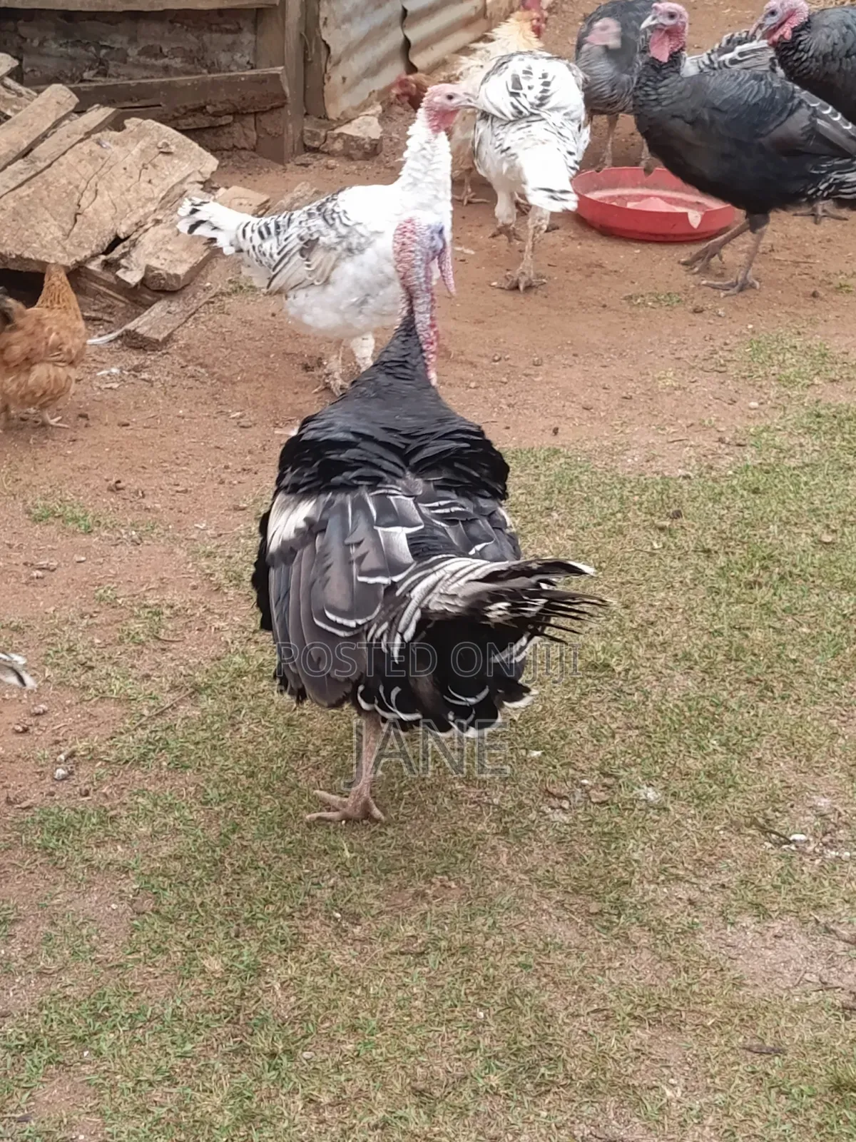 Mature Turkey