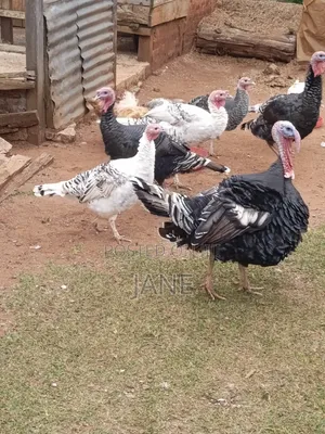 Mature Turkey