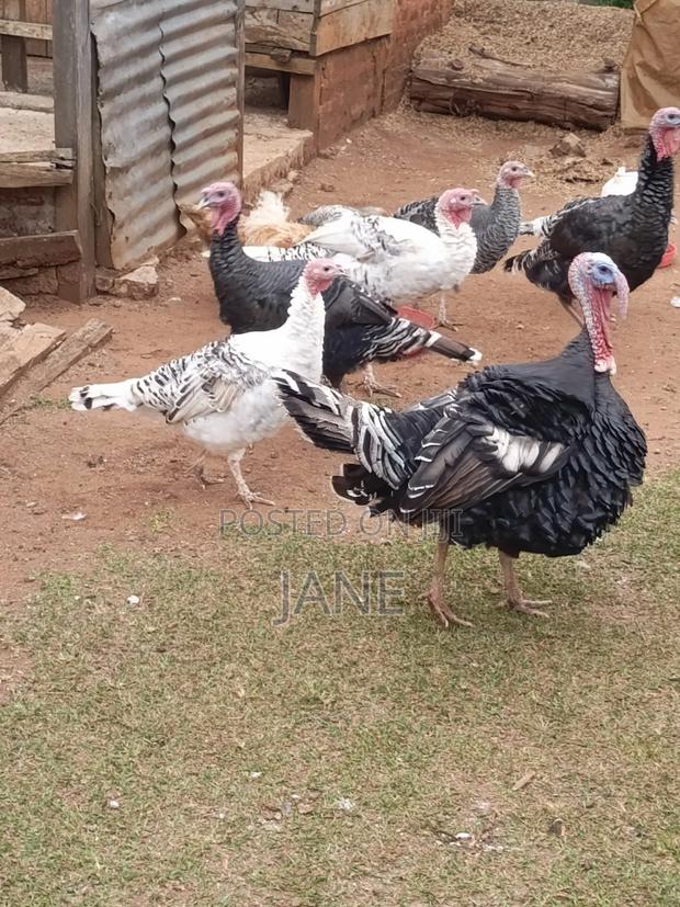 Mature Turkey - thumbnail 4