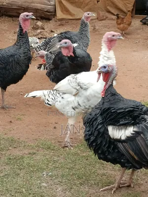 Mature Turkey