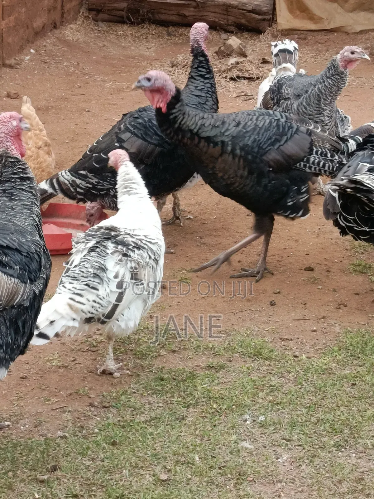 Mature Turkey