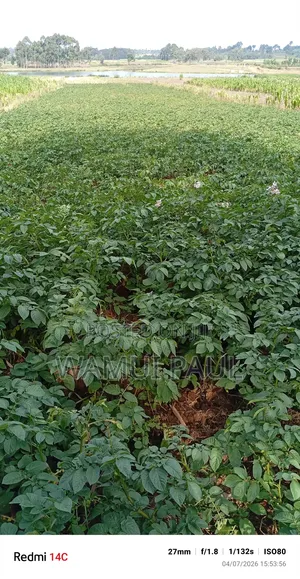 Selling Potatoes