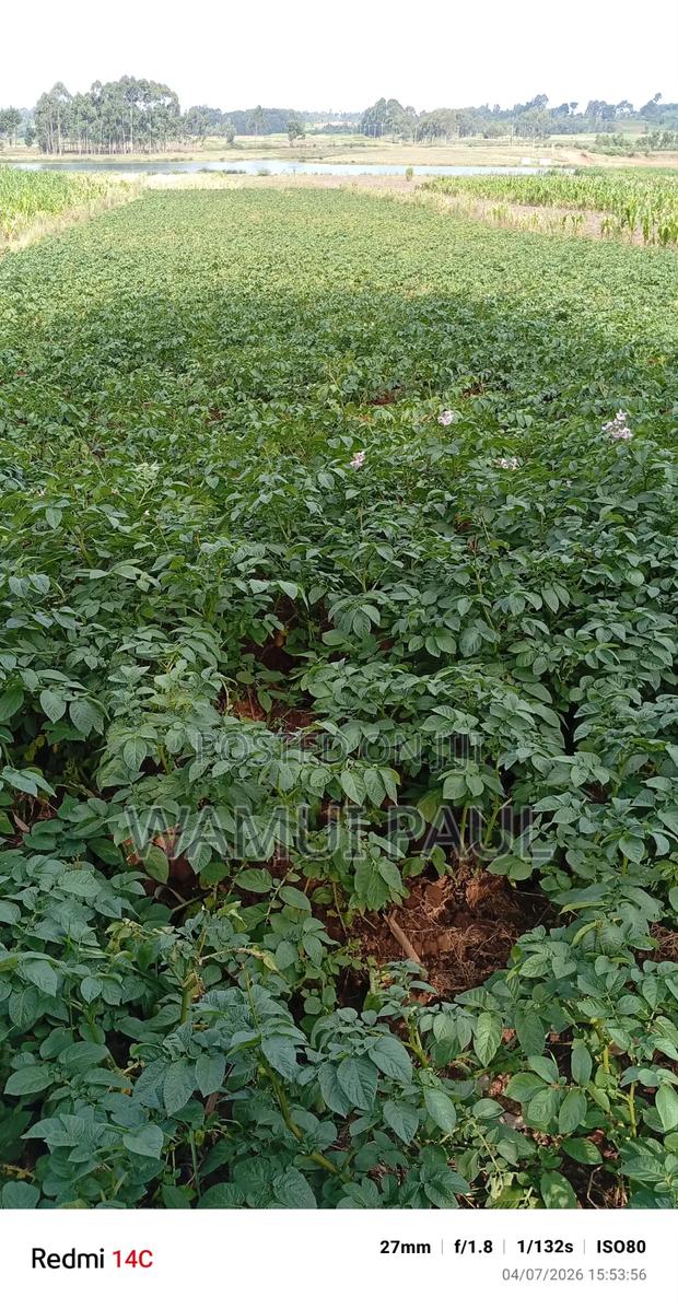 Selling Potatoes - thumbnail 2