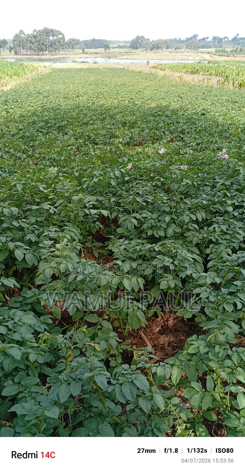 Selling Potatoes