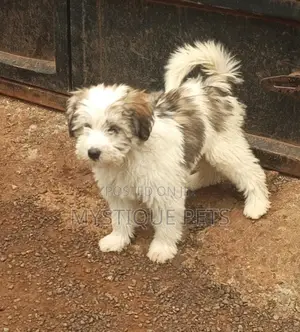 3-6 months Male Purebred Havanese