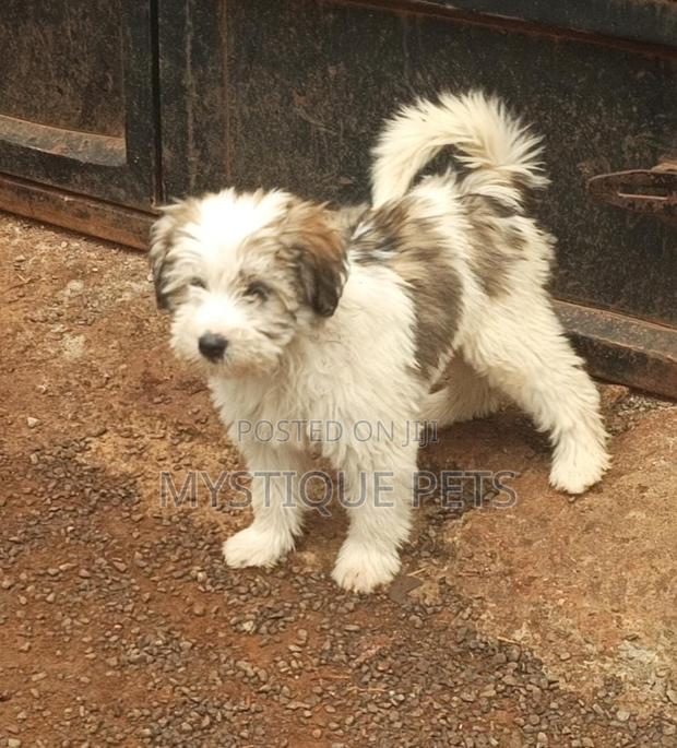 3-6 months Male Purebred Havanese - main view