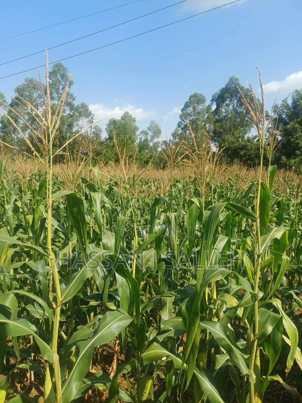 1/4acre Ekero