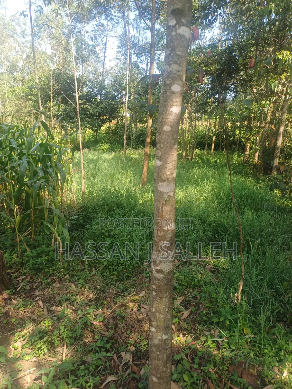 1acre Khwisero on Sale.