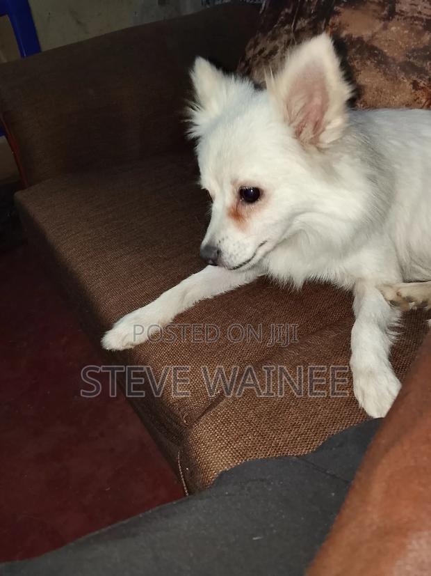 6-12 months Female Purebred Chihuahua - thumbnail 4