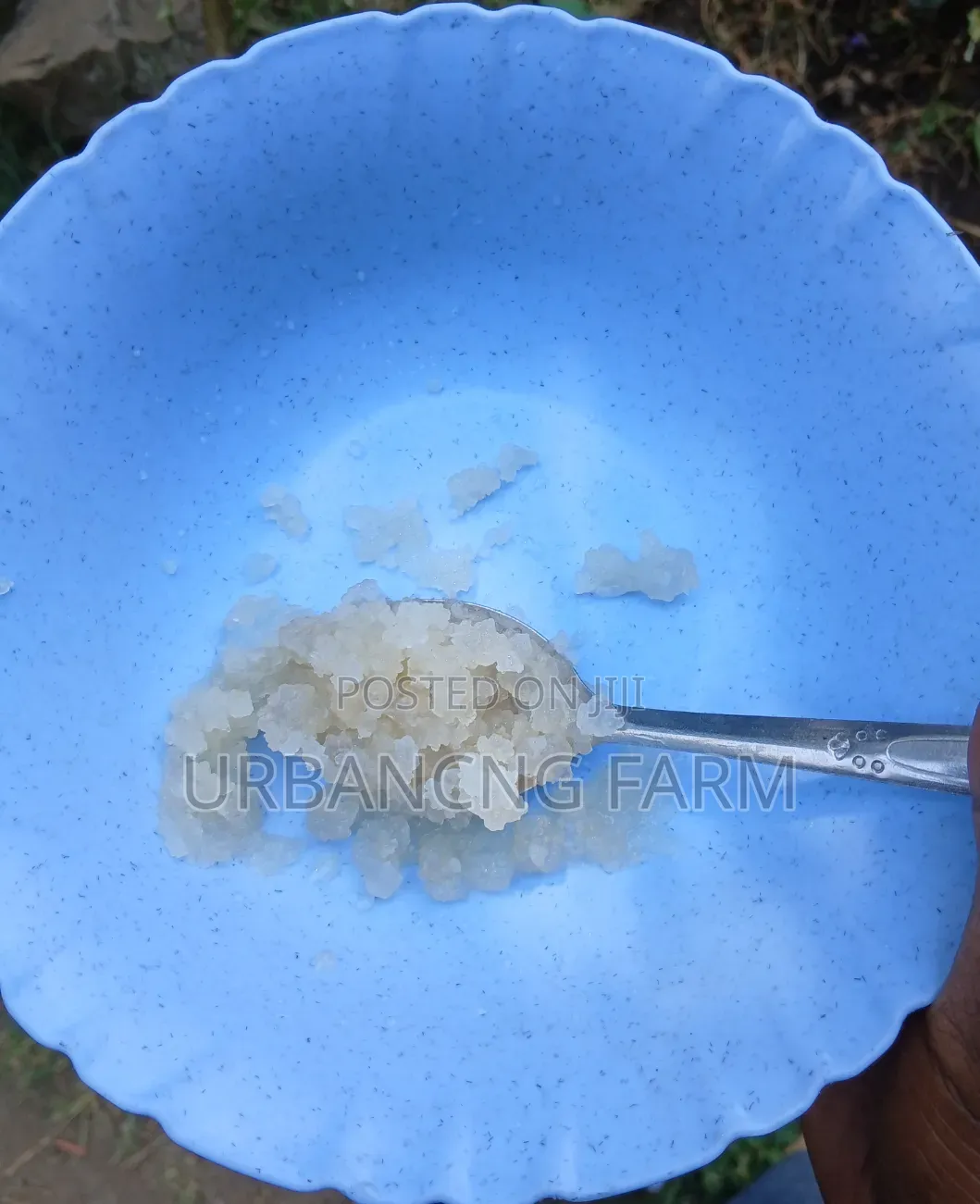Water Kefir Grains