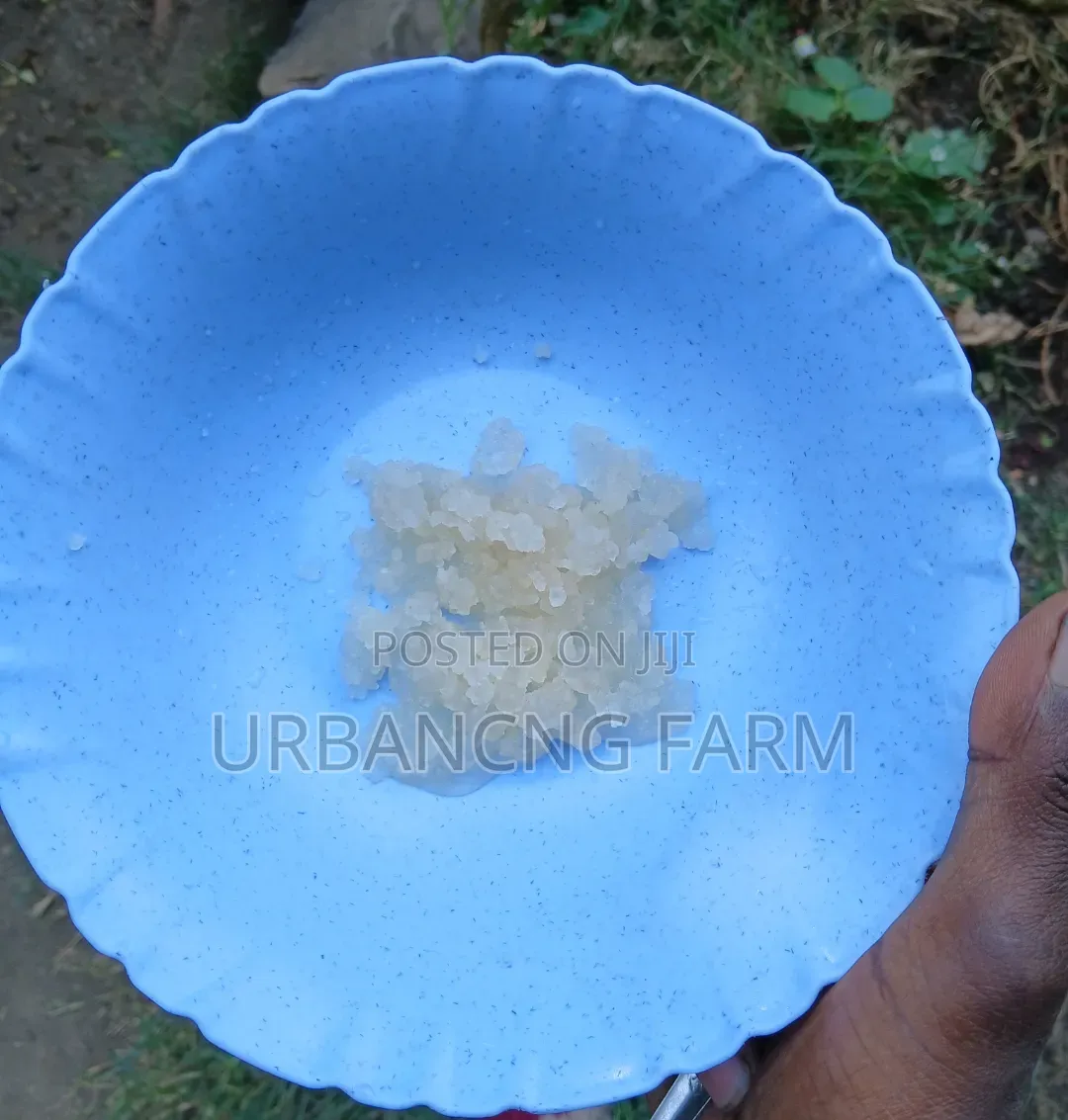 Water Kefir Grains