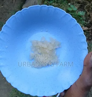 Water Kefir Grains