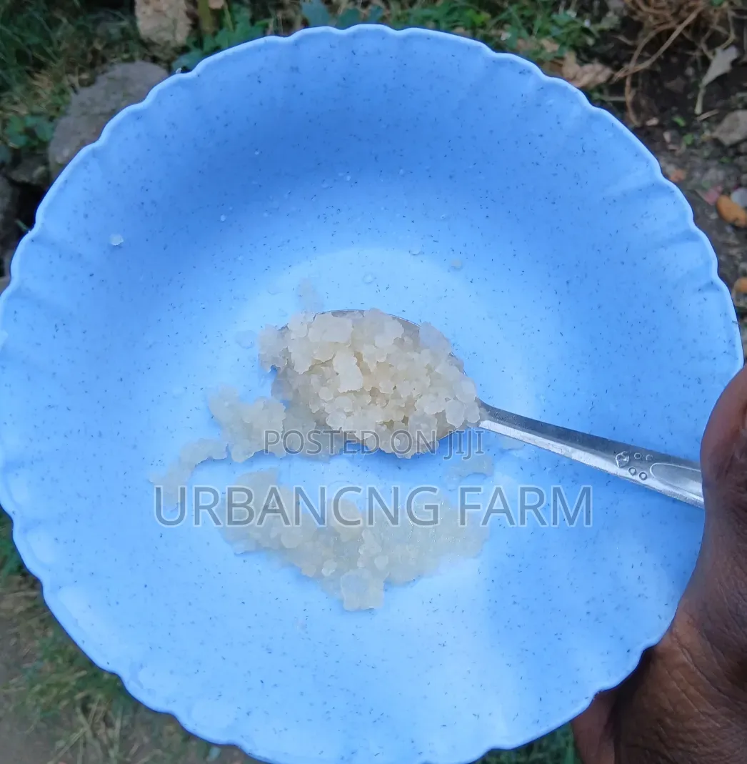 Water Kefir Grains