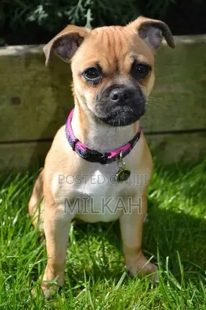 6-12 months Female Purebred Pug