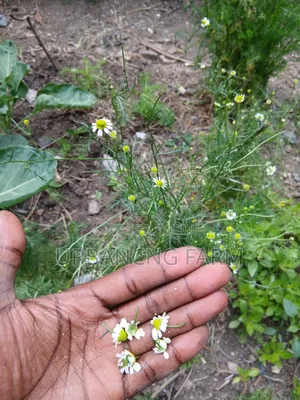 Chamomile Seedlings Available