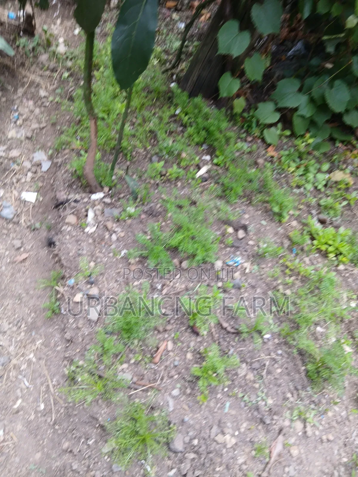 Chamomile Seedlings Available