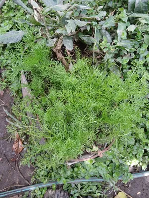 Chamomile Seedlings Available