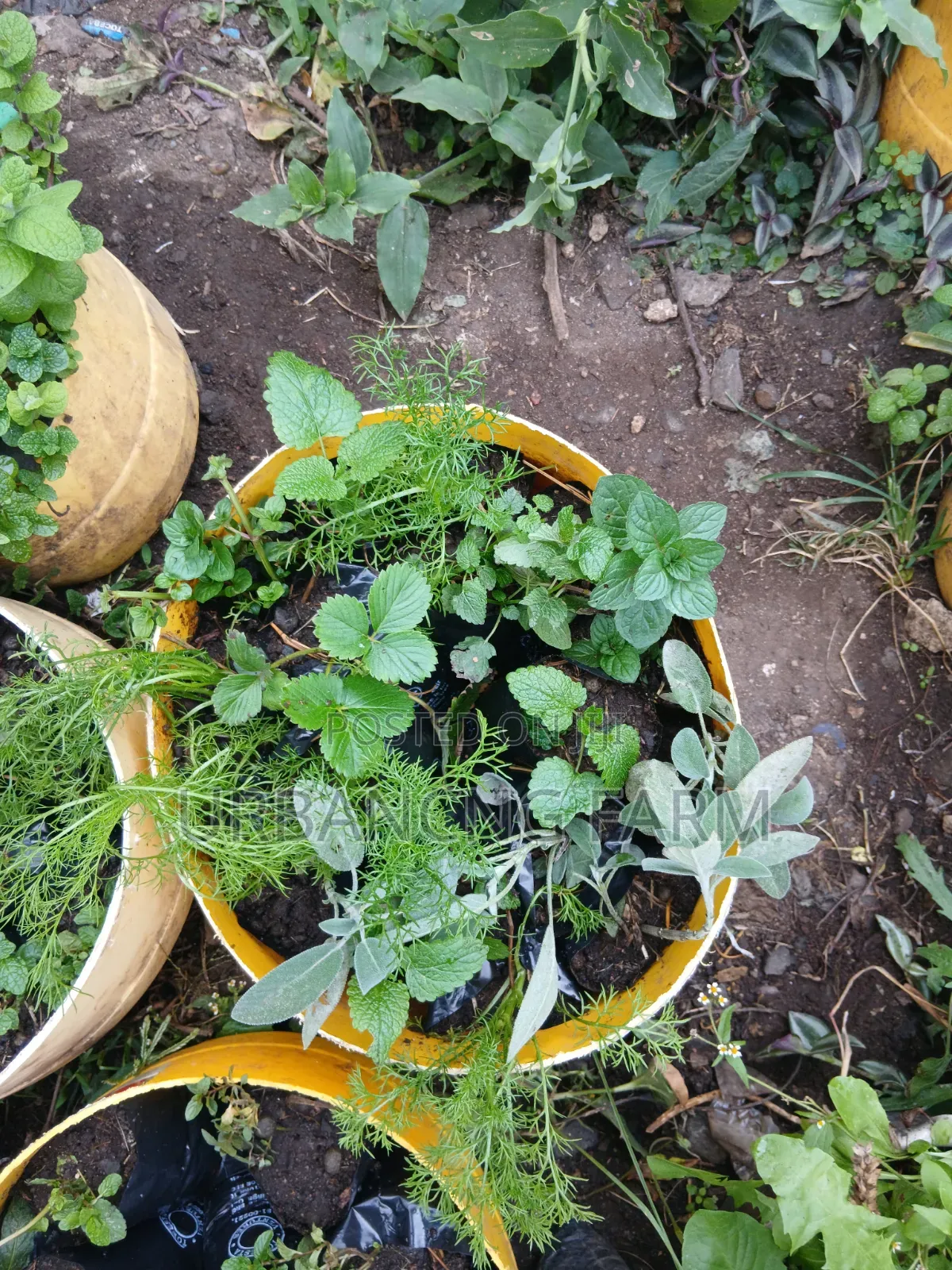 Chamomile Seedlings Available