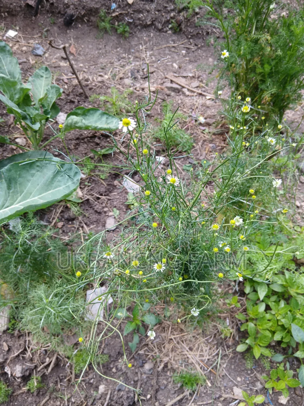 Chamomile Seedlings Available