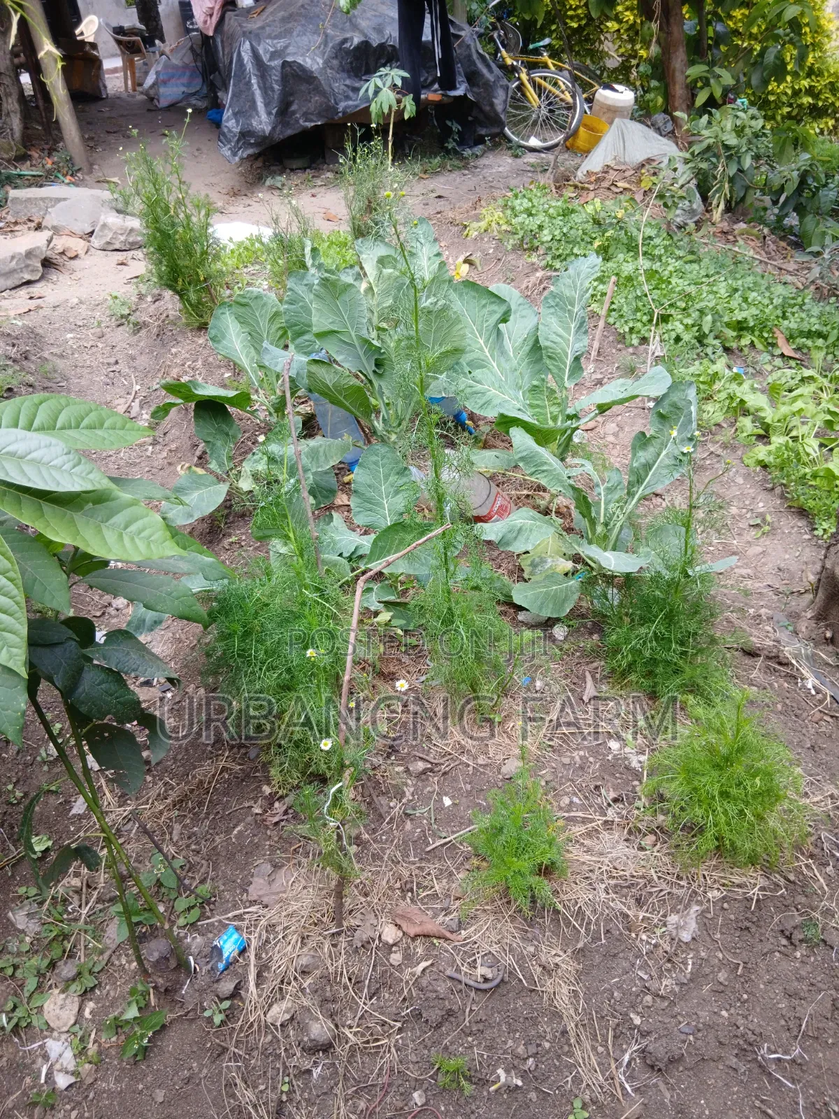 Chamomile Seedlings Available
