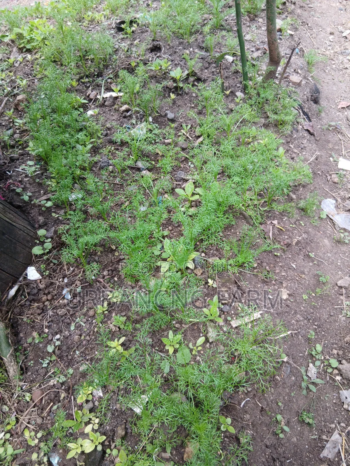 Chamomile Seedlings Available