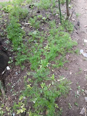 Chamomile Seedlings Available