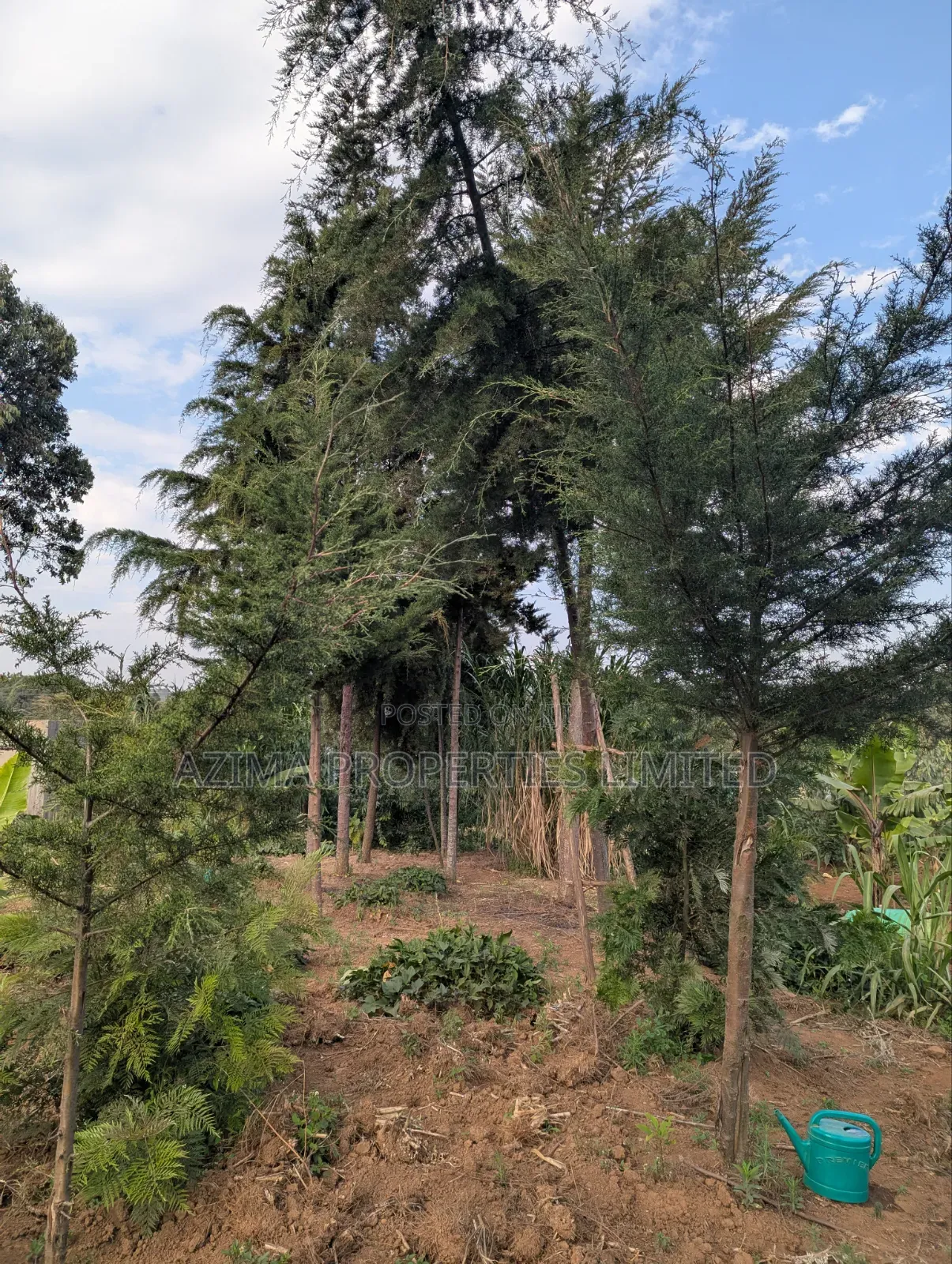 Fully Serviced Prime 1/8 Acre Plots.
