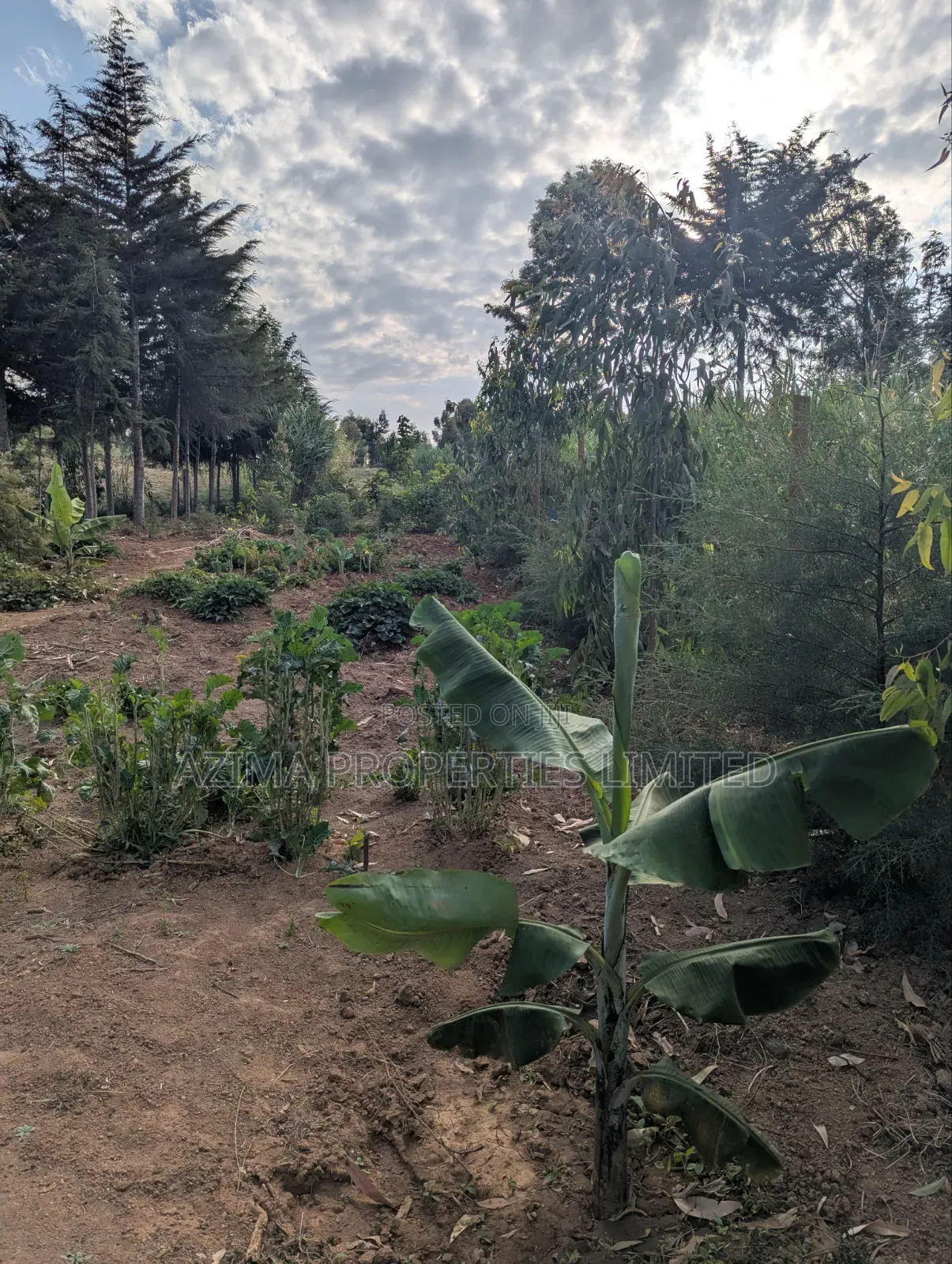 Fully Serviced Prime 1/8 Acre Plots.