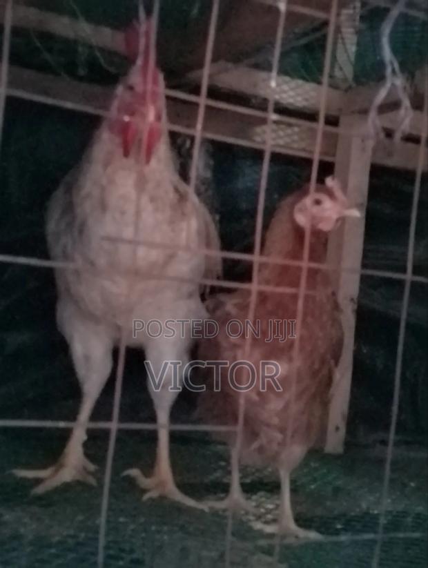 Kienyeji Chicken for Sale - thumbnail 2