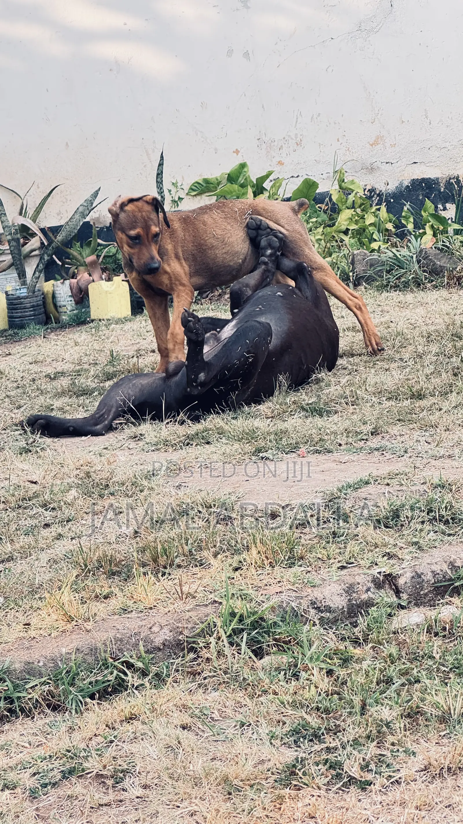 3-6 months Male Mixed Breed Boerboel