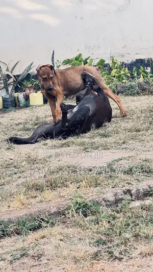 3-6 months Male Mixed Breed German Shepherd